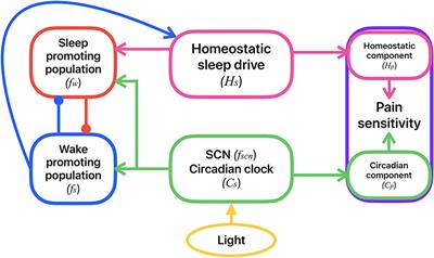 Modeling homeostatic and circadian modulation of human pain sensitivity